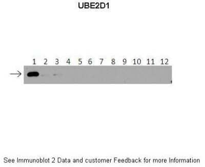 Western Blot: UbcH5a/UBE2D1 Antibody [NBP1-55033] - Lanes: 1 : 40 ng HIS-UBE2D1 protein2: 40 ng HIS-UBE2D2 protein3: 40 ng HIS-UBE2D3 protein4: 40 ng HIS-UBE2D4 protein5: 40 ng HIS-UBE2E1 protein6: 40 ng HIS-UBE2E2 protein7: 40 ng HIS-UBE2E3 protein8: 40 ng HIS-UBE2K protein9: 40 ng HIS-UBE2L3 protein10: 40 ng HIS-UBE2N protein11 : 40 ng HIS-UBE2V1 protein12: 40 ng HIS-UBE2V2 protein. Primary Antibody Dilution: 1 : 500 Secondary Antibody: Anti-rabbit-HRP Secondary Antibody Dilution: 1 : 50,000.