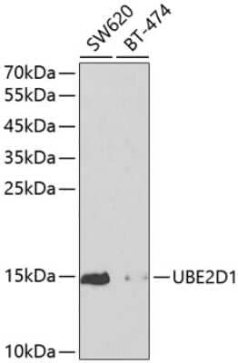 Western Blot UbcH5a/UBE2D1 Antibody - BSA Free