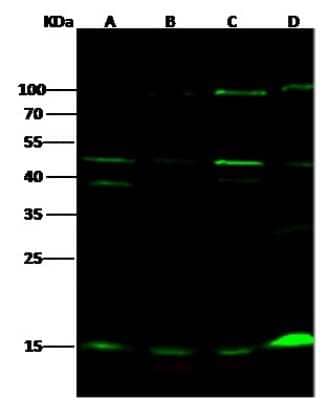 Western Blot: UbcH5a/UBE2D1 Antibody [NBP2-99796] - Anti-UbcH5a/UBE2D1 rabbit polyclonal antibody at 1:500 dilution. Lane A: Hela Whole Cell Lysate. Lane B: 293T Whole Cell Lysate. Lane C: Jurkat Whole Cell Lysate. Lane D: 293 Whole Cell Lysate. Lysates/proteins at 30 ug per lane. Secondary Goat Anti-Rabbit IgG H&L (Dylight 800) at 1/10000 dilution. Developed using the Odyssey technique. Performed under reducing conditions. Predicted band size: 17 kDa. Observed band size: 15 kDa (We are unsure as to the identity of these extra bands).