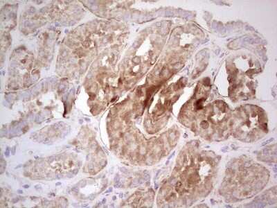 Immunohistochemistry: UbcH5b/UBE2D2 Antibody (2C2) [NBP2-46270] - Analysis of Human Kidney tissue. (Heat-induced epitope retrieval by 1 mM EDTA in 10mM Tris, pH8.5, 120C for 3min)