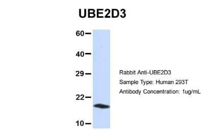 Western Blot: UbcH5c/UBE2D3 Antibody [NBP1-55276] - Analysis of 293T cell lysate. Antibody Dilution: 1.0 ug/ml UBE2D3 is strongly supported by BioGPS gene expression data to be expressed in Human HEK293T cells.