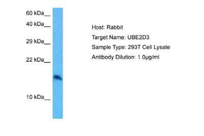 Western Blot: UbcH5c/UBE2D3 Antibody [NBP2-82368] - Host: Rabbit. Target Name: UBE2D3. Sample Tissue: Human 293T Whole Cell lysates. Antibody Dilution: 1ug/ml