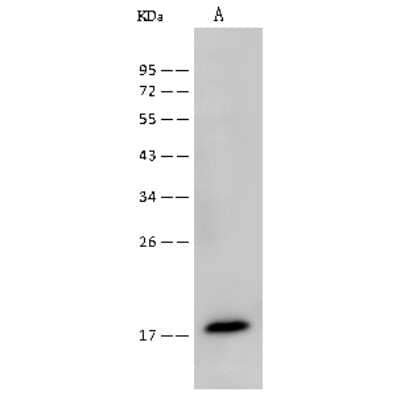 Western Blot: UbcH7/UBE2L3 Antibody [NBP2-99646] - Anti-UbcH7/UBE2L3 rabbit polyclonal antibody at 1:500 dilution. Lane A: Jurkat Whole Cell Lysate Lysates/proteins at 30 ug per lane. Secondary Goat Anti-Rabbit IgG (H+L)/HRP at 1/10000 dilution. Developed using the ECL technique. Performed under reducing conditions. Predicted band size: 18 kDa. Observed band size: 18 kDa