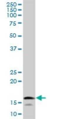 Western Blot: UbcH8/Ube2L6 Antibody [H00009246-B01P] - Analysis of UBE2L6 expression in K-562.