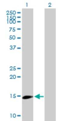 Western Blot: UbcH8/Ube2L6 Antibody [H00009246-B01P] - Analysis of UBE2L6 expression in transfected 293T cell line by UBE2L6 polyclonal antibody.  Lane 1: UBE2L6 transfected lysate(16.83 KDa). Lane 2: Non-transfected lysate.