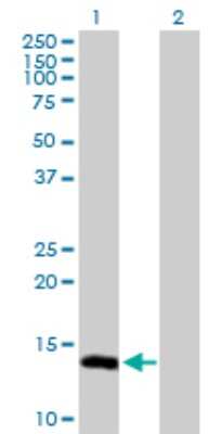 Western Blot: UbcH8/Ube2L6 Antibody [H00009246-D01P] - Analysis of UBE2L6 expression in transfected 293T cell line by UBE2L6 polyclonal antibody.Lane 1: UBE2L6 transfected lysate(17.80 KDa).Lane 2: Non-transfected lysate.