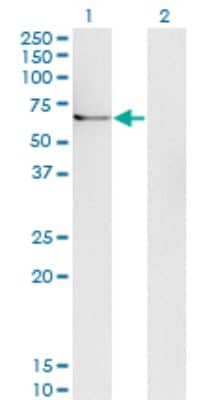 Western Blot: Ubiquilin 1 Antibody (1C6-B7) [H00029979-M02] - Analysis of UBQLN1 expression in transfected 293T cell line by UBQLN1 monoclonal antibody (M02), clone 1C6-B7.  Lane 1: UBQLN1 transfected lysate (Predicted MW: 59.2 KDa). Lane 2: Non-transfected lysate.