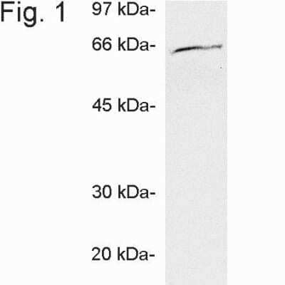 Western Blot Ubiquilin 1 Antibody