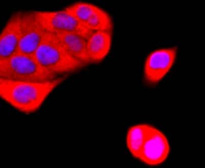 Immunocytochemistry/Immunofluorescence: Ubiquitin B Antibody (JM09-67) [NBP2-66759] - Staining K63-linkage Specific Ubiquitin in Hela cells (red). The nuclear counter stain is DAPI (blue). Cells were fixed in paraformaldehyde, permeabilised with 0.25% Triton X100/PBS.
