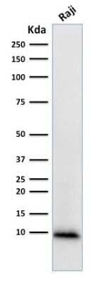 Western Blot: Ubiquitin B Antibody (UBB/1748) [NBP3-08905] - Western Blot Analysis of human Raji cell lysate using Ubiquitin B-Monospecific Mouse Monoclonal Antibody (UBB/1748).