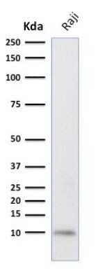 Western Blot: Ubiquitin B Antibody (UBB/2122) [NBP3-08906] - Western Blot Analysis of human Raji cell lysate using Ubiquitin B Mouse Monoclonal Antibody (UBB/2122).