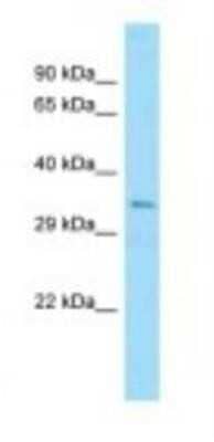 Western Blot: Ubiquitin B Antibody [NBP1-98436] - Mouse Pancreas Lysate 1.0ug/ml, Gel Concentration: 12%