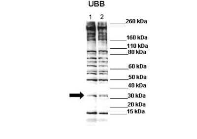 Western Blot: Ubiquitin B Antibody [NBP1-98436] - Lane 1: C2C12 lysate Lane 2: C2C12 lysate with 1uM MG132. Primary Antibody Dilution:  1:500.  Secondary Antibody: Anti-rabbit-HRP. Secondary Antibody Dilution:  1:3000. Gene Name: Ubb. Submitted by: Anonymous