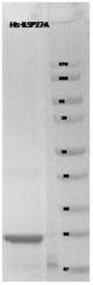 SDS-Page: Ubiquitin Protein [NBP1-42465] - This RPS27a Human Recombinant protein was tested on a 4-20% SDS-PAGE gel with 5ug of protein loaded.  The purity of the protein is >95%.