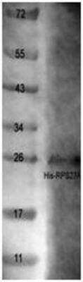 Western Blot: Ubiquitin Protein [NBP1-42465] - The anti-Ubiquitin antibody NB300-129 was used to detect this protein on a western blot.  500ng of protein were loaded on the gel and then detected with NB300-129.