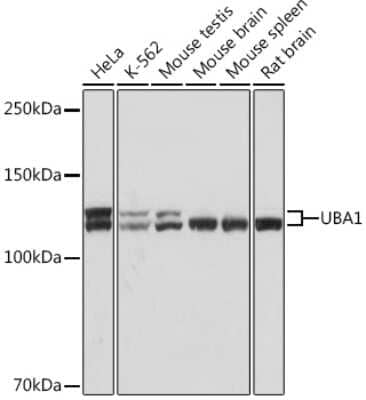 Western Blot: Ubiquitin-activating Enzyme/UBE1 Antibody (6H2I9) [NBP3-16792] - Western blot analysis of extracts of various cell lines, using Ubiquitin-activating Enzyme/UBE1 Rabbit mAb (NBP3-16792) at 1:1000 dilution. Secondary antibody: HRP Goat Anti-Rabbit IgG (H+L) at 1:10000 dilution. Lysates/proteins: 25ug per lane. Blocking buffer: 3% nonfat dry milk in TBST. Detection: ECL Basic Kit. Exposure time: 1s.