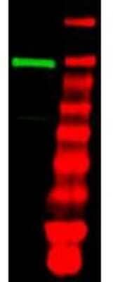 Western Blot: Ubiquitin-activating Enzyme/UBE1 Antibody [NB600-472] - Shows detection of a band at ~118 kDa corresponding to UBE1 (lane 1 800 nm channel). Approximately 35 ug of an A431 whole cell lysate was separated on a 4-20% Tris-Glycine gel by SDS-PAGE and transferred onto nitrocellulose. After blocking the membrane was probed with the primary antibody diluted to 1:1,000. Incubation was for 2 h at room temperature followed by washes and reaction with a 1:10,000 dilution of IRDye (TM) 800 conjugated Gt-a-Rabbit IgG [H&L] MX10 for 45 min at room temperature. Molecular weight markers are shown in lane 2 (700 nm channel).