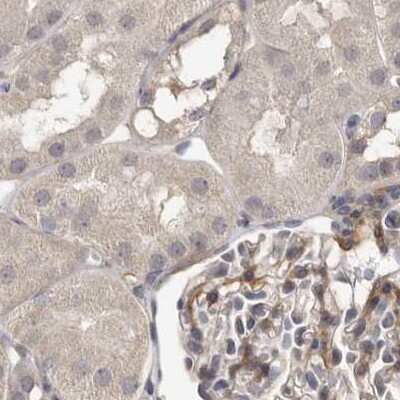 Immunohistochemistry-Paraffin: Ufc1 Antibody [NBP1-81676] - Staining of human kidney.