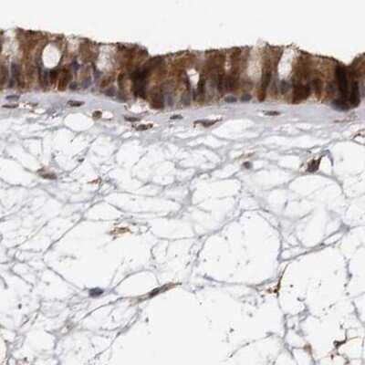 Immunohistochemistry-Paraffin: Ufc1 Antibody [NBP1-81676] - Staining of human nasopharynx.