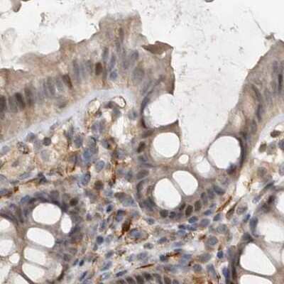Immunohistochemistry-Paraffin: Ufc1 Antibody [NBP1-81676] - Staining of human colon.
