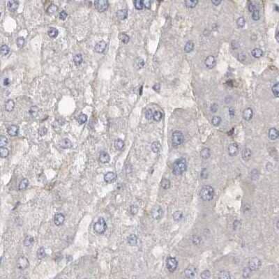 Immunohistochemistry-Paraffin: Ufc1 Antibody [NBP1-81676] - Staining of human liver.