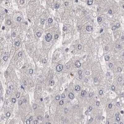 Immunohistochemistry-Paraffin: Ufc1 Antibody [NBP1-81677] - Staining of human liver.