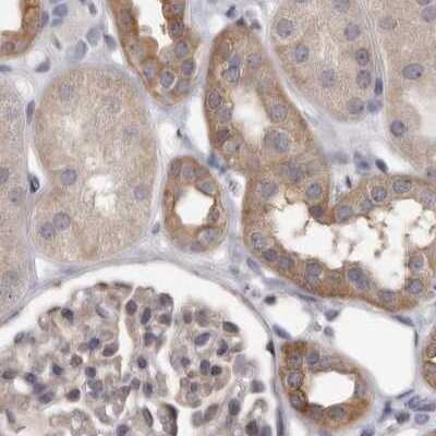 <b>Independent Antibodies Validation. </b>Immunohistochemistry-Paraffin: Ufc1 Antibody [NBP1-81677] - Staining of human kidney.