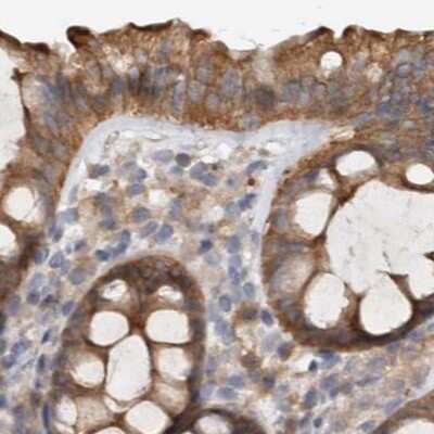 Immunohistochemistry-Paraffin: Ufc1 Antibody [NBP1-81677] - Staining of human colon.