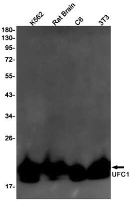 Western Blot: Ufc1 Antibody (S08-5E1) [NBP3-15107] - Western blot detection of Ufc1 in K562, Rat Brain, C6, 3T3 cell lysates using Ufc1 Rabbit mAb (1:1000 diluted). Predicted band size: 20kDa. Observed band size: 20kDa.