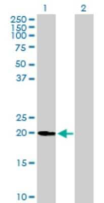 Western Blot: Ufc1 Antibody [H00051506-B01P] - Analysis of UFC1 expression in transfected 293T cell line by UFC1 polyclonal antibody.  Lane 1: UFC1 transfected lysate(18.37 KDa). Lane 2: Non-transfected lysate.