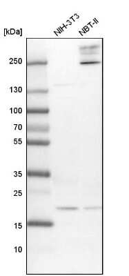 Western Blot: Ufc1 Antibody [NBP1-81677] - Analysis in mouse cell line NIH-3T3 and rat cell line NBT-II.