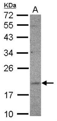 Western Blot: Ufc1 Antibody [NBP2-20801] - Sample (30 ug of whole cell lysate) A: U87-MG 12% SDS PAGE gel, diluted at 1:500.