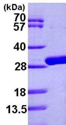 SDS-Page: Recombinant E. coli Uridine Phosphorylase 1/UPP1 Protein [NBP1-46053] - 15% SDS-PAGE (3ug)