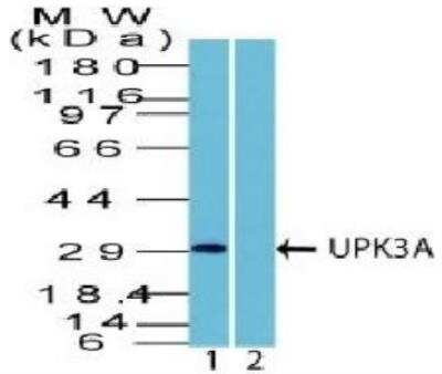 Western Blot: Uroplakin III Antibody - Azide and BSA Free [NBP2-33126] - Human HEK293 Lysate in 1) absence and 2) presence of immunizing peptide using UPK3A Rabbit Polyclonal Antibody.