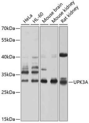 Western Blot Uroplakin III Antibody - BSA Free