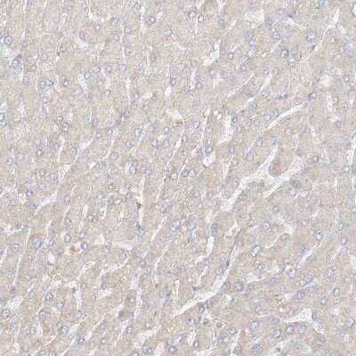 Immunohistochemistry-Paraffin: Uroplakin Ib Antibody [NBP1-80657] - Staining of human liver shows no positivity in hepatocytes as expected.