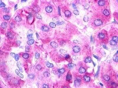 Immunohistochemistry-Paraffin: Urotensin-II R/GPR14 Antibody [NLS372] - Analysis of anti-UTS2R / GPR14 antibody with human pancreas, acinar epithelium.