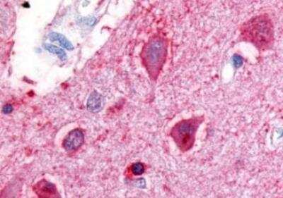 Immunohistochemistry-Paraffin: Urotensin-II R/GPR14 Antibody [NLS374] - Human, Brain, Cortex: Formalin-Fixed, Paraffin-Embedded (FFPE)