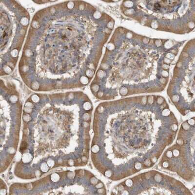 Immunohistochemistry-Paraffin: Use1/UBE2Z Antibody [NBP1-82785] - Staining of human small intestine shows moderate cytoplasmic positivity in glandular cells.