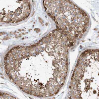 Immunohistochemistry-Paraffin: Use1/UBE2Z Antibody [NBP1-82785] - Staining of human testis shows strong cytoplasmic positivity in cells in seminiferous ducts.