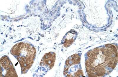 Immunohistochemistry-Paraffin: Use1/UBE2Z Antibody [NBP1-91539] - Mouse Skin tissue, 4-8ug/ml.