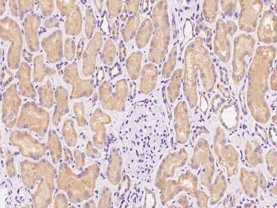 Immunohistochemistry-Paraffin: Use1/UBE2Z Antibody [NBP2-97553] - Immunochemical staining of human Use1/UBE2Z in human kidney with rabbit polyclonal antibody at 1:100 dilution, formalin-fixed paraffin embedded sections.