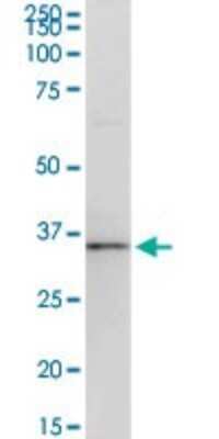Western Blot: Use1/UBE2Z Antibody [H00055850-D01P] - Analysis of USE1 expression in HepG2.