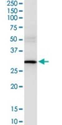 Western Blot: Use1/UBE2Z Antibody [H00055850-D01P] - Analysis of USE1 expression in human pancreas.