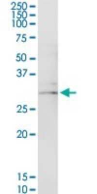 Western Blot: Use1/UBE2Z Antibody [H00055850-D01P] - Analysis of USE1 expression in mouse spleen.