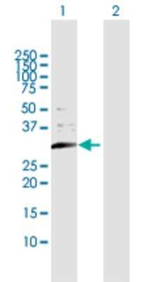 Western Blot: Use1/UBE2Z Antibody [H00055850-D01P] - Analysis of USE1 expression in transfected 293T cell line by USE1 polyclonal antibody.Lane 1: USE1 transfected lysate(29.30 KDa).Lane 2: Non-transfected lysate.