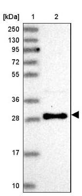 Western Blot: Use1/UBE2Z Antibody [NBP2-38568] - Lane 1: Marker  [kDa] 250, 130, 95, 72, 55, 36, 28, 17, 10.  Lane 2: Human cell line RT-4