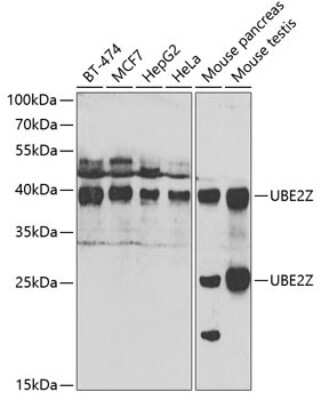 Western Blot: Use1/UBE2Z Antibody [NBP2-95110] - Analysis of extracts of various cell lines, using Use1/UBE2Z at 1:1000 dilution. Secondary antibody: HRP Goat Anti-Rabbit IgG (H+L) at 1:10000 dilution. Lysates/proteins: 25ug per lane. Blocking buffer: 3% nonfat dry milk in TBST. Detection: ECL Basic Kit . Exposure time: 90s.