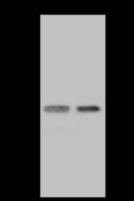 Western Blot: Use1/UBE2Z Antibody [NBP2-97553] - Anti-Use1/UBE2Z rabbit polyclonal antibody at 1:500 dilution. Lane A: Jurkat Whole Cell Lysate Lane B: U-251 MG Whole Cell Lysate Lysates/proteins at 30 ug per lane. Secondary Goat Anti-Rabbit IgG (H+L)/HRP at 1/10000 dilution. Developed using the ECL technique. Performed under reducing conditions. Predicted band size: 29 kDa. Observed band size: 33 kDa