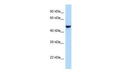 Western Blot: V1a Vasopressin R/AVPR1A Antibody [NBP2-84326] - WB Suggested Anti-AVPR1A Antibody. Titration: 1.0 ug/ml. Positive Control: 293T Whole Cell